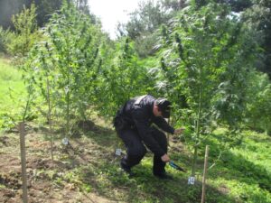 určení thc v konopí pro policii