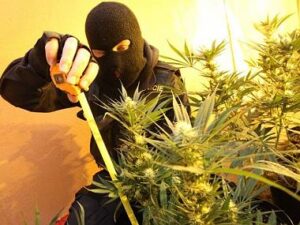 METODA PRO URČENÍ OBSAHU THC V KONOPÍ