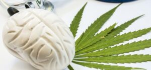 jak marihuana ovlivní lidský mozek?