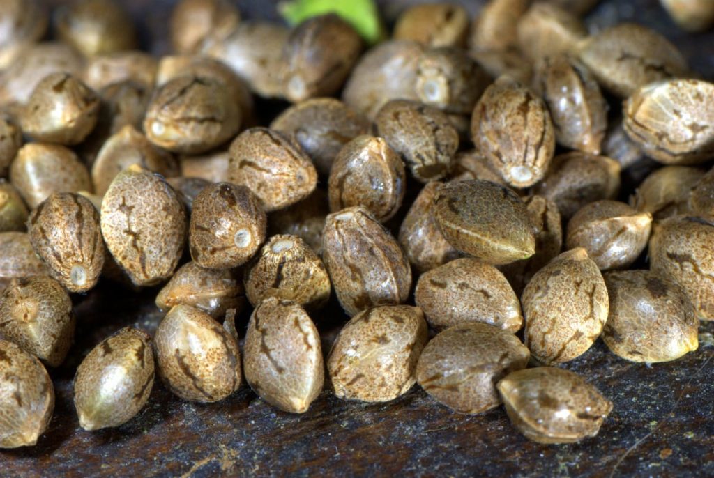 konopná-semena-growshop-growmart