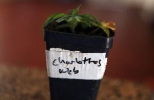 léčebná-marihuana-charlottes-web-growshop-growmart