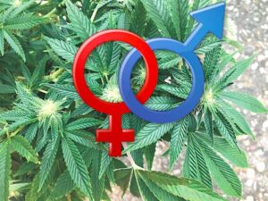 marihuana a testosteron