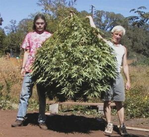 marijuana-harvesting-pictures-2