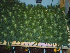 marijuana-sea-of-green-1