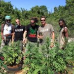 Franco Loja Green house seeds strain hunters