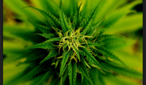marihuana proti menstruaci