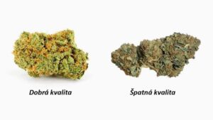 kvalitní a nekvalitní konopí
