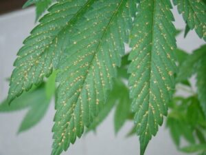 napadený-list-molice-skleníková-growmart