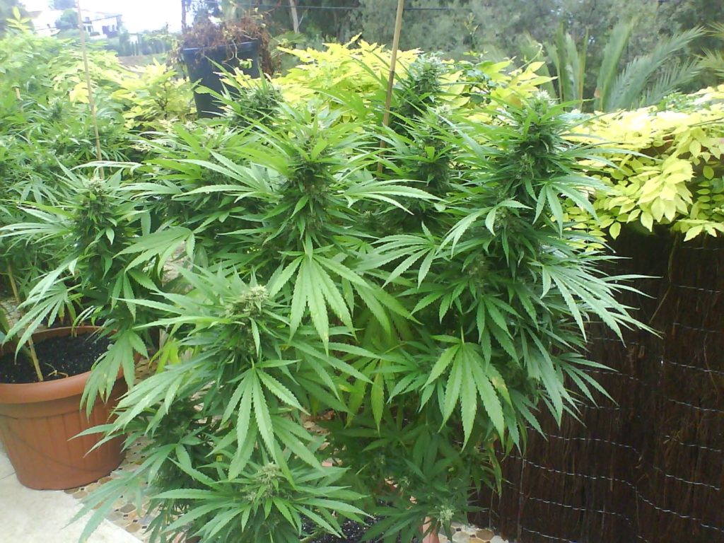 Northern Lights - recenze nejpopulárnější konopné odrůdy