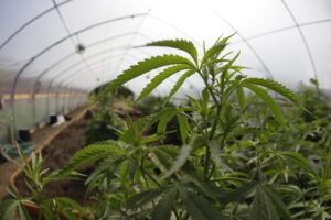 leciva marihuana