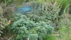 outdoor-konopi-growmart