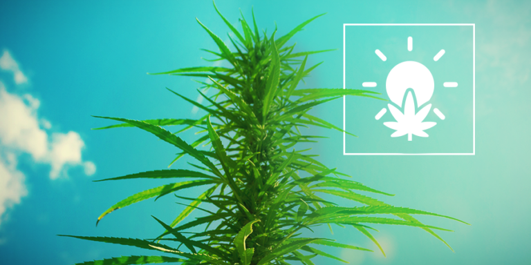 pěstování konopí formou outdoor