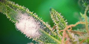 ochrana proti škůdcům