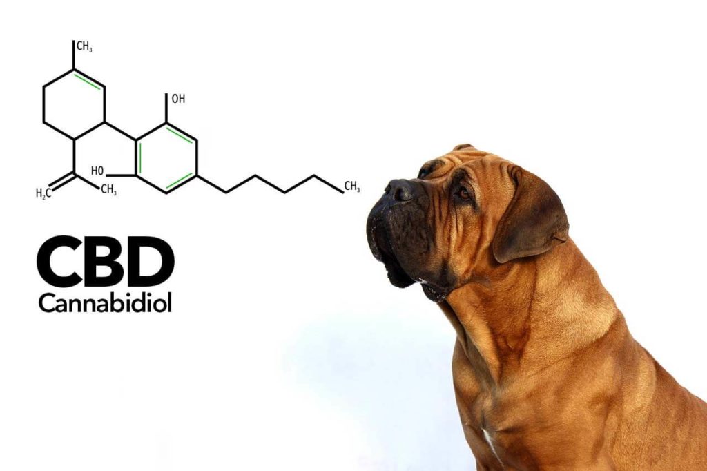 CBD pro pejsky
