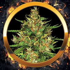 Perfektní konopná semínka do exteriéru Cold Thunder