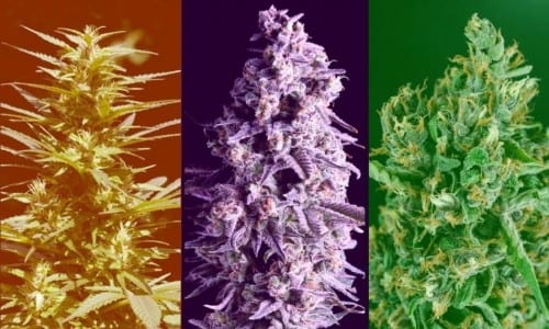 pěstování-konopí-sativa-indica-hybrid-growshop-growmart