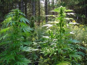 pěstování-konopí-growmart