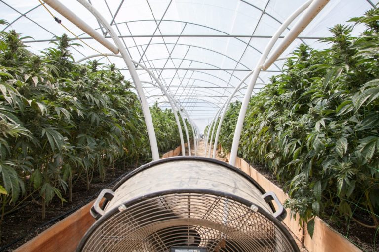 jak pěstovat konopí ve skleníku?