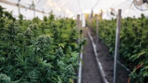 skleník s marihuanou
