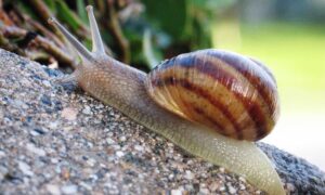 slimáci a šneci jsou nebezpeční škůdci