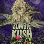 semínka konopí Zombie Kush zdarma