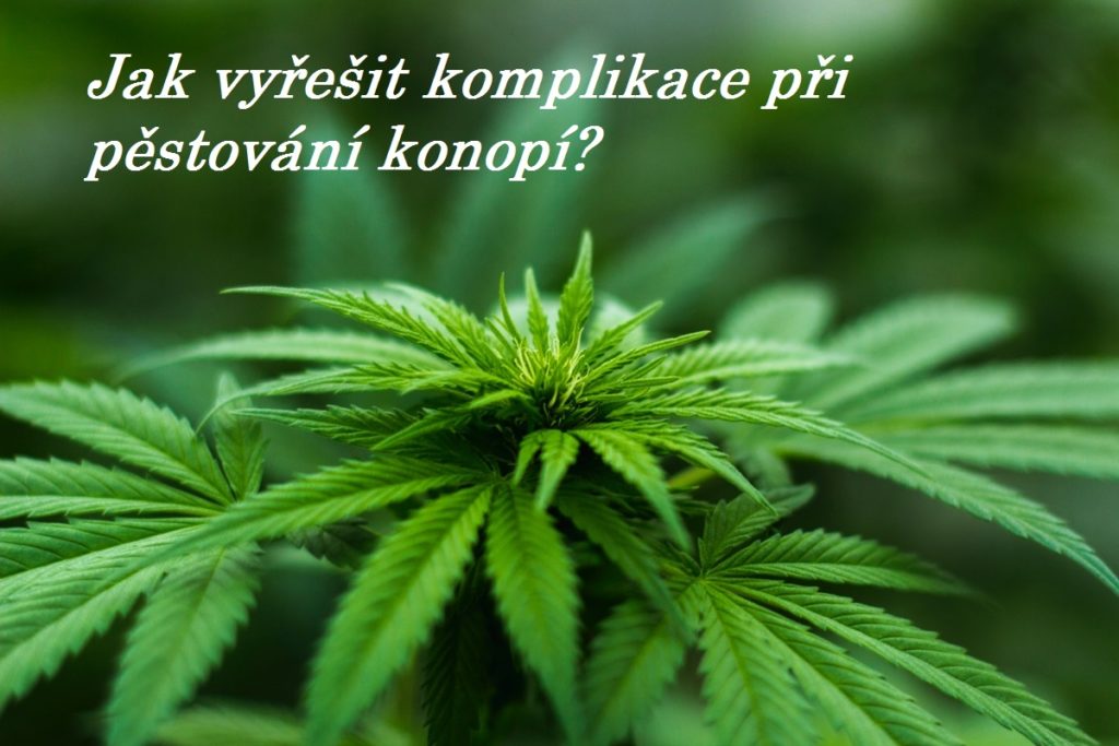 pěstování konopí a možné komplikace