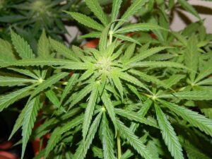 první-fáze-květu-growmart