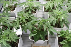 první-fáze-růstu-growmart
