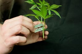 řez-growshop-growmart