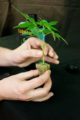 rockwool-growmart