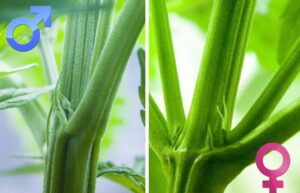 samčí-a-samičí-rostliny-konopí-growshop-growmart