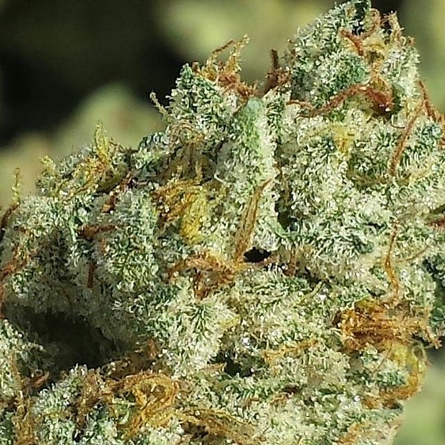 sazenice cannabis SAPPHIRE OG