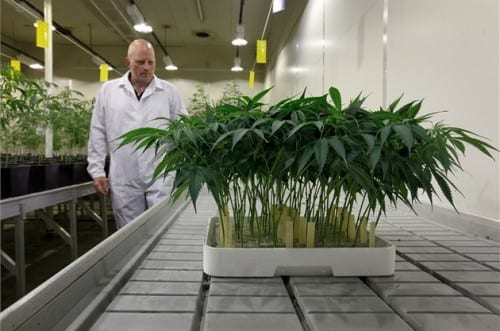 semena-nebo-klony-growshop-growmart