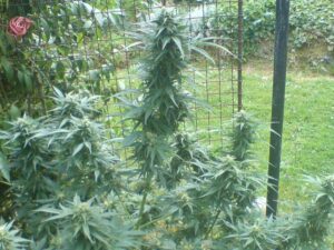 seskupení-květu-konopí-growmart