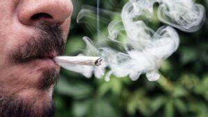 StarRyder : špičková samonakvétací Holandská marihuana