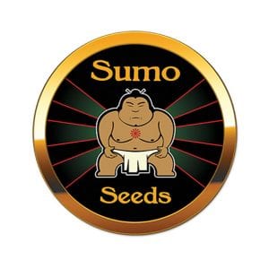 Sumo seeds semena marihuany