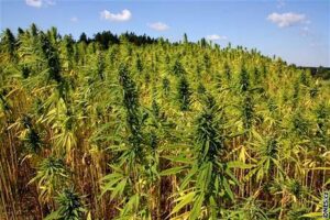 technická marihuana