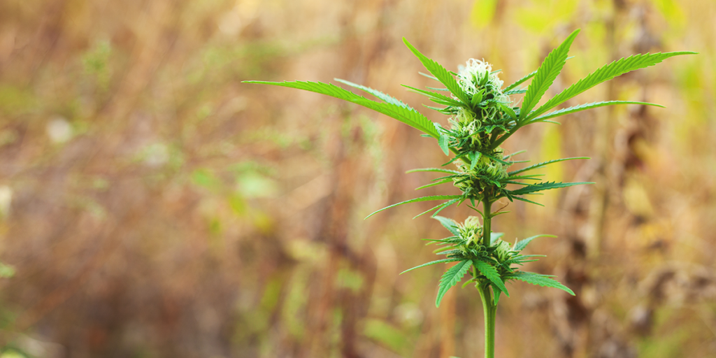 budoucnost technického konopí