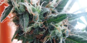 terpeny v rostlinách konopí