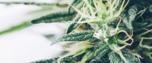 jak zkvalitnit terpeny?