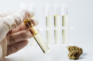 marihuana v krvi