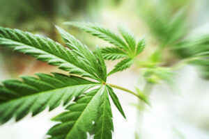 marihuana