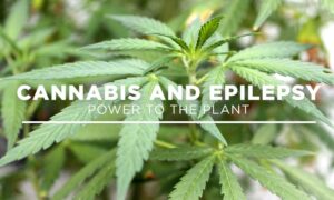 Konopí proti epilepsii