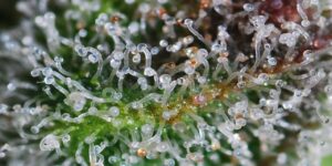 detailní pohled na trichomy