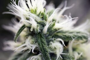 krystalické trichomy