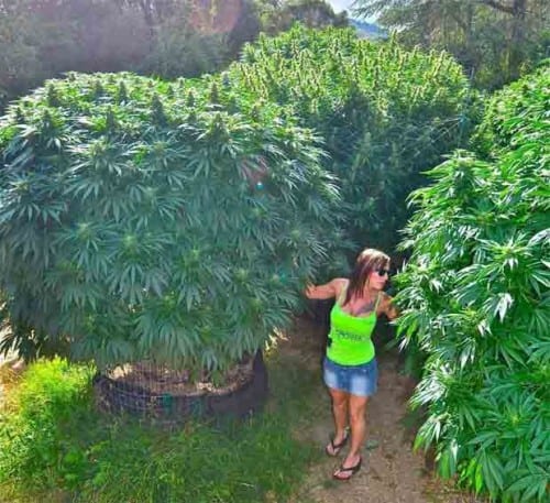 velké-rostliny-konopí-growshop-growmart