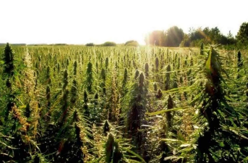 venkovní-kultivace-growshop-growmart