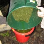 výroba-konopného-výtažku-growmart-10