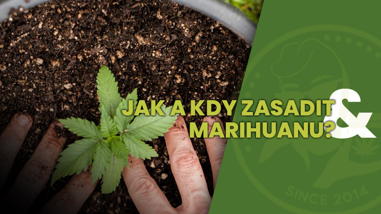 JAK A KDY ZASADIT MARIHUANU
