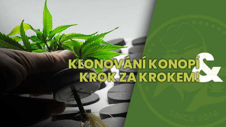KLONOVANI_KONOPI_KROK_ZA_KROKEM_BIG